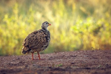Güney Afrika 'daki Greater Kruger Ulusal Parkı' nda Natal Francolin, Phasianidae familyasından Specie Pternistis Natalensis,
