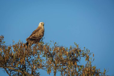 Güney Afrika 'daki Büyük Kruger Ulusal Parkı' ndaki mavi gökyüzünde izole bir ağacın üzerinde duran Tawny Eagle Accipitridae 'deki Specie Aquila rapax ailesi
