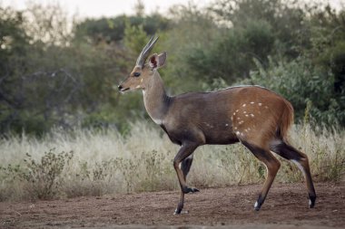 Güney Afrika Kruger Ulusal Parkı 'nda yürüyen boynuzlu erkek, Bovidae familyasından Specie Tragelaphus Sylvaticus.