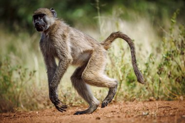 Güney Afrika 'daki Kruger Ulusal Parkı' nda çalışan Chacma babunu; Cercopithecidae familyasından Specie Papio ursinus