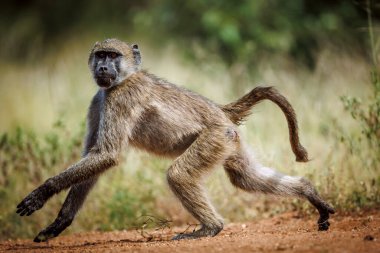 Güney Afrika 'daki Kruger Ulusal Parkı' nda çalışan Chacma babunu; Cercopithecidae familyasından Specie Papio ursinus