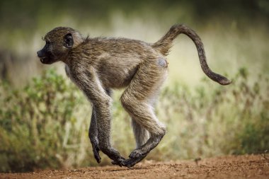 Güney Afrika 'daki Kruger Ulusal Parkı' nda çalışan Chacma babunu; Cercopithecidae familyasından Specie Papio ursinus