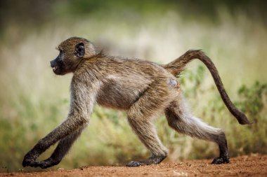 Güney Afrika 'daki Kruger Ulusal Parkı' nda çalışan Chacma babunu; Cercopithecidae familyasından Specie Papio ursinus