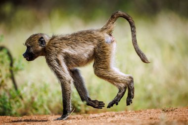 Güney Afrika 'daki Kruger Ulusal Parkı' nda çalışan Chacma babunu; Cercopithecidae familyasından Specie Papio ursinus