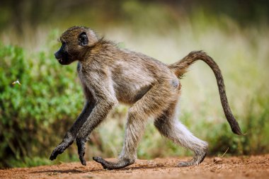Güney Afrika 'daki Kruger Ulusal Parkı' nda çalışan Chacma babunu; Cercopithecidae familyasından Specie Papio ursinus