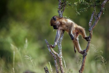 Güney Afrika Kruger Ulusal Parkı 'nda ağaçtan atlayan Chacma babunu; Cercopithecidae familyasından Specie Papio ursinus