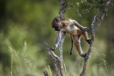 Güney Afrika Kruger Ulusal Parkı 'nda ağaçtan atlayan Chacma babunu; Cercopithecidae familyasından Specie Papio ursinus