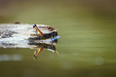 Çekirge, Güney Afrika 'daki Büyük Kruger Ulusal Parkı' nda yansımasıyla suyun üzerinde duruyor.
