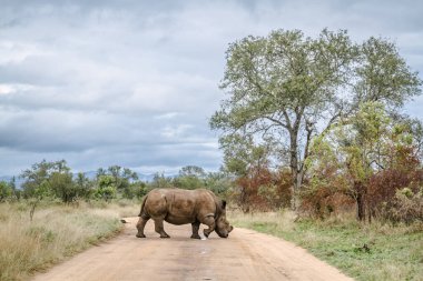 Güney Afrika 'daki Kruger Ulusal Parkı' nda safari çakıl yolundan geçen Güney beyaz gergedanları; Güney Afrika 'daki Specie Ceratotherium simum simum Rhinocerotidae ailesi