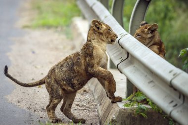 Güney Afrika 'daki Kruger Ulusal Parkı' nda oynayan iki Afrika aslanı yavrusu Felidae 'deki Specie Panthera leo ailesi