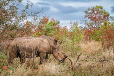 Güney Afrika 'daki Kruger Ulusal Parkı' nda çalılıklarda yürüyen Güney beyaz gergedan; Güney Afrika 'daki Specie Ceratotherium simum simum Rhinocerotidae familyası