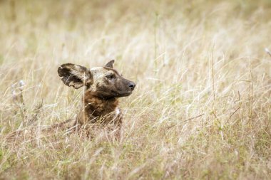 Güney Afrika 'daki Kruger Ulusal Parkı' nda çimenlerde yatan Afrika vahşi köpek portresi; Canidae ailesinden Specie Lycaon pictus
