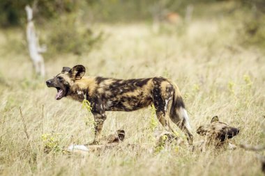 Güney Afrika 'daki Kruger Ulusal Parkı' nda vahşi Afrika köpek ağzı açıldı Canidae ailesinden Specie Lycaon pictus