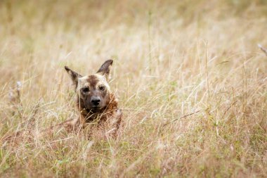 Güney Afrika 'daki Kruger Ulusal Parkı' nda çimenlerde yatan Afrika vahşi köpek portresi; Canidae ailesinden Specie Lycaon pictus