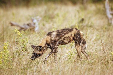 Güney Afrika 'daki Kruger Ulusal Parkı' nda vahşi Afrika köpeği avcılığı Canidae 'deki Specie Lycaon Pictus ailesi