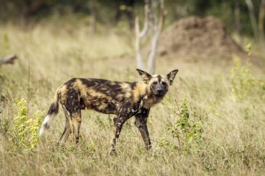 Afrika vahşi köpeği savana tarafında duruyor Güney Afrika 'daki Kruger Ulusal Parkı' ndaki kameraya bakıyor Canidae 'den Specie Lycaon Pictus ailesi