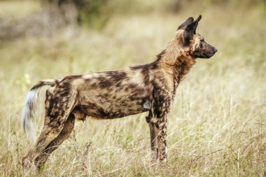 Güney Afrika Kruger Ulusal Parkı 'nda, Canidae familyasından Specie Lycaon Pictus' da,