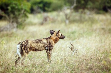Güney Afrika 'daki Kruger Ulusal Parkı' nda, Canidae familyasından Specie Lycaon Pictus 'da vahşi bir köpek alarma geçti.