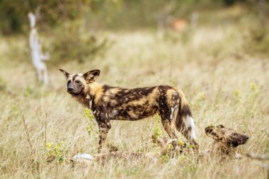 Güney Afrika 'daki Kruger Ulusal Parkı' ndaki kuru savanda alarmda olan üç Afrika vahşi köpeği Canidae ailesinden Specie Lycaon Pictus.