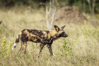 Güney Afrika 'daki Kruger Ulusal Parkı' nda savanda yürüyen vahşi bir köpek. Canidae ailesinden Specie Lycaon Pictus.