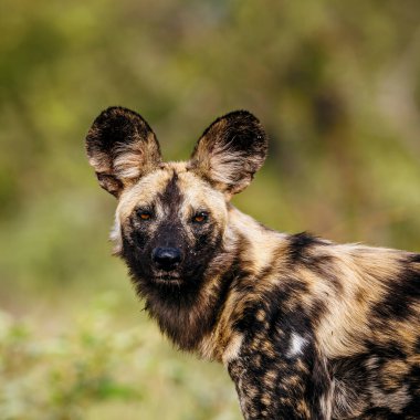 Afrika vahşi köpek portresi, Canidae ailesinden Specie Lycaon Pictus 'un Güney Afrika' daki Büyük Kruger Ulusal Parkı 'ndaki doğal arka planda izole edilmiş kameraya bakıyor.