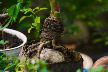 Kavanozda hindistan cevizi bonsai