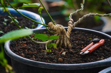 Bonsai ağacı Hibiscus tiliaceus L in a pot