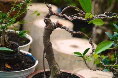 Bonsai ağacında bir çukur oluşturur.