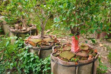 Bonsai toprağında tarım