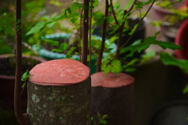 Ağacın tabanı, ağacın ölmesini önlemek için kırmızı sülfür yapıştırıcısıyla işlenmiş.