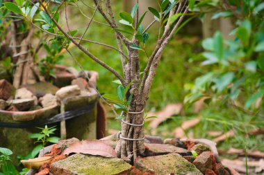 Kablo kullanarak bonsai eğrileri oluştur