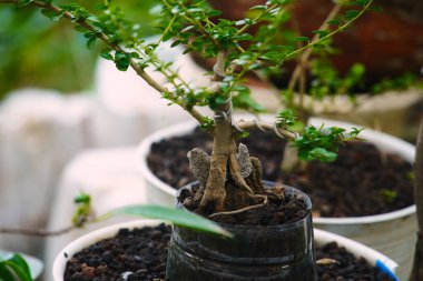 Genç Biçim bonsai kıvrımları tel kullanıyor