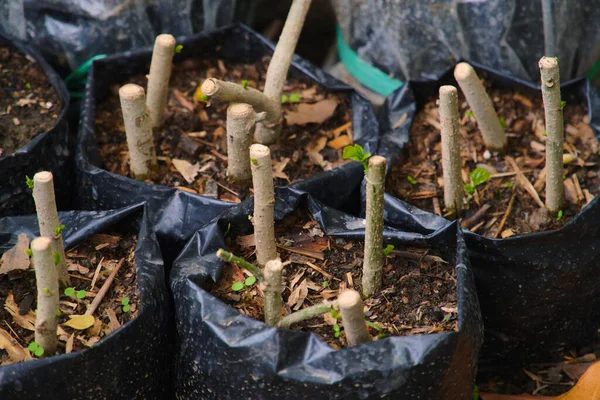 Bonsai yapmak için ağaç tohumları