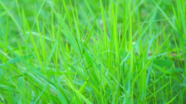 Bahçede taze çimenler