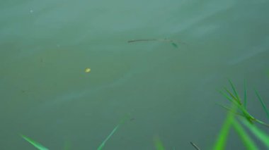 Akan nehir suyu dalgaları