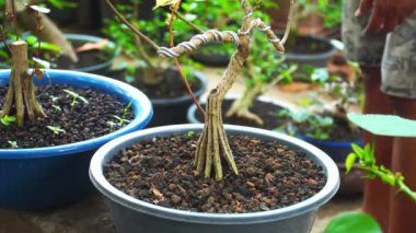 Birisi bonsai bitkisinin bir dalını tutuyor.