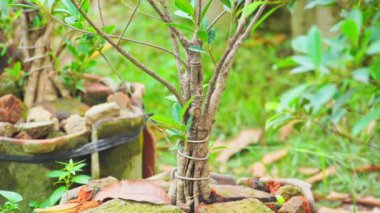 Topraktaki bonsai tohumlarını büyüt ki daha hızlı büyüsünler.