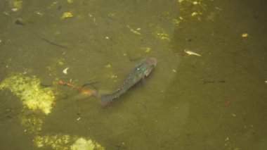 Güzel desenli tilapia balığı.