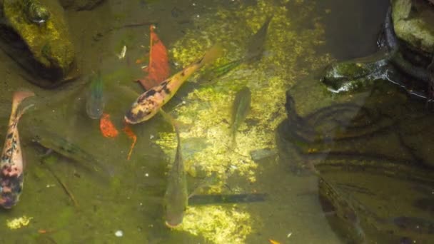 池塘里各种大小 各种颜色的罗非鱼幼鱼 — 图库视频影像