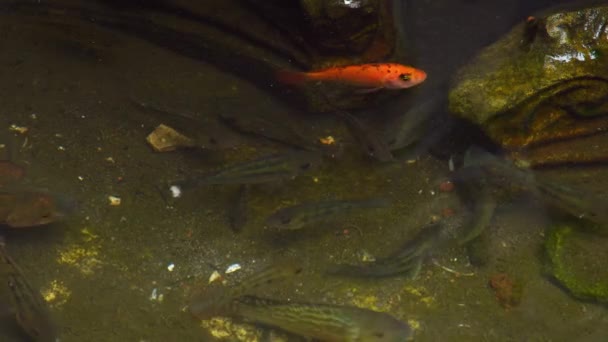 罗非鱼的模式是黄色和黑色的 池塘里的鱼 — 图库视频影像