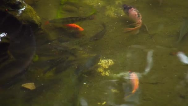 不同大小 不同颜色的罗非鱼幼鱼 — 图库视频影像