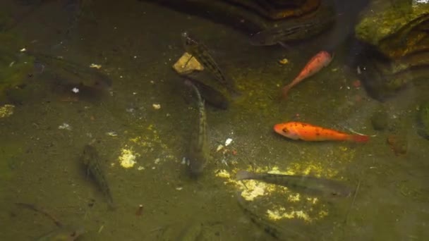 Риби Нільської Тилапії Різних Кольорів Знаходяться Ставку — стокове відео
