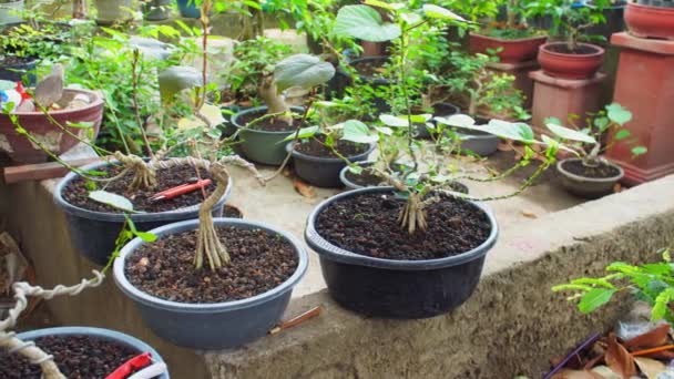 Bonsai Pflanzen Stehen Töpfen — Stockvideo