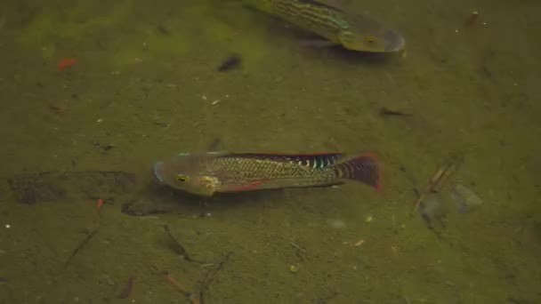 Красиво Забарвлена Місцева Риба Тилапії — стокове відео