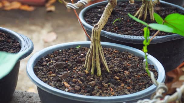 Die Wurzeln Von Bonsai Pflanzen Werden Mehrere Teile Zerlegt Viele — Stockvideo