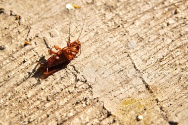 Ölü bir hamamböceği sabahın köründe beton zeminde baş aşağı duruyor.