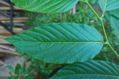 Koyu yeşil tropik yapraklar. Bahçedeki süs bitkisi bahçedeki süs bitkisi.