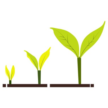 Beyaz arka planda üç aşamalı bitki büyümesi tasvir edilir, üç aşamalı filizlenme vektörüyle..