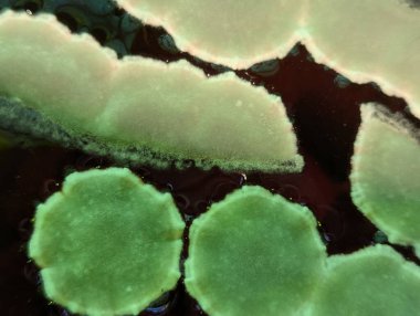 Siyah küf, yeşil renk, suyun parlak yüzeyi (kirli su veya içecek)).