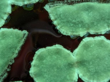 Siyah küf fotoğrafı, yeşil renk, parlak su yüzeyi (kirli içme suyu)).